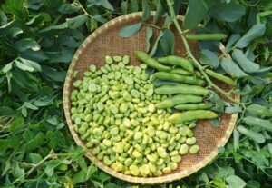 bób - roślina strączkowa