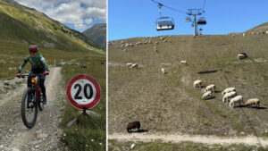 owce na pastwisku na carosello 3000 w Livigno Alpy